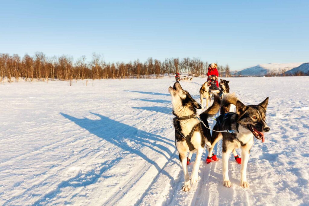 Husky dogs are pulling sledge with family on sunny winter day in Northern Norway