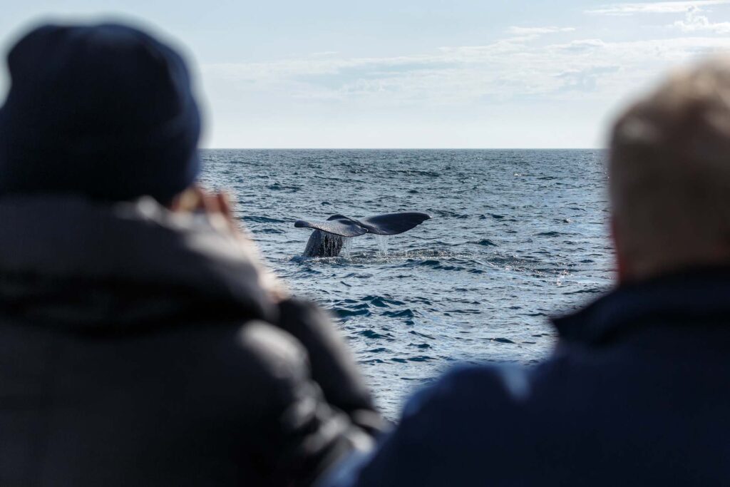 Whale watching, sperm whale tail, Norway