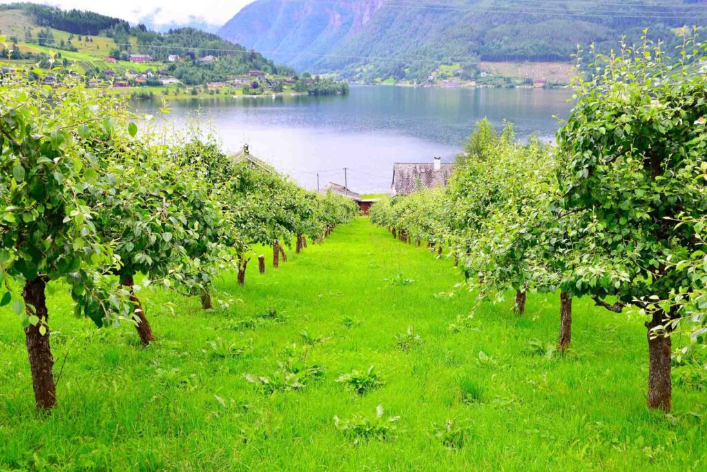 Apple orchard for cider in Ulvik, Norway.
